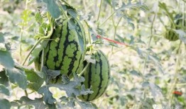 富县网红吃瓜,揭秘网络红人的幕后生活