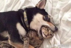 太原爆料猫咪视频,网友直呼“治愈系”