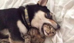 太原爆料猫咪视频,网友直呼“治愈系”