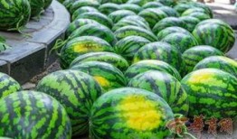 音乐学院网红吃瓜,揭秘吃瓜背后的故事与真相