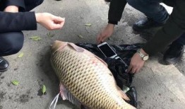 重庆大鲤鱼爆料最新消息,揭秘神秘事件背后真相