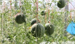 保山吃瓜最新事件爆料视频,最新爆料视频揭秘惊人内幕