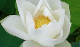 荷花明星爆料视频大全,视频大全揭秘幕后故事