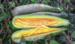 网红吃瓜 渠道,揭秘娱乐圈幕后真相