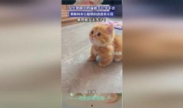 虎父犬子在线观看,传承与蜕变，家族荣耀的传承之路