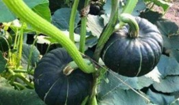 网红吃瓜视频推荐,揭秘娱乐圈幕后真相