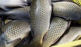 重庆大鲤鱼爆料最新消息,揭秘神秘事件背后真相