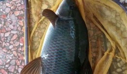 重庆大鲤鱼爆料最新消息,揭秘神秘事件背后真相