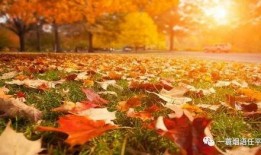 秋天爸爸最新爆料图片,爸爸与孩子的甜蜜互动，定格美好时光