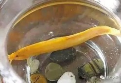 黄金泥鳅最新爆料,揭秘娱乐圈幕后真相