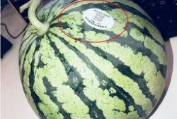富县网红吃瓜,揭秘网络红人的幕后生活